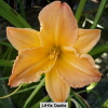 no image available at present.JPG 